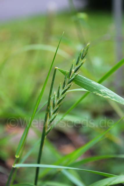 Elymus repens, Quecke - Saatgut, Samen, Heilpflanzen und Kräuter