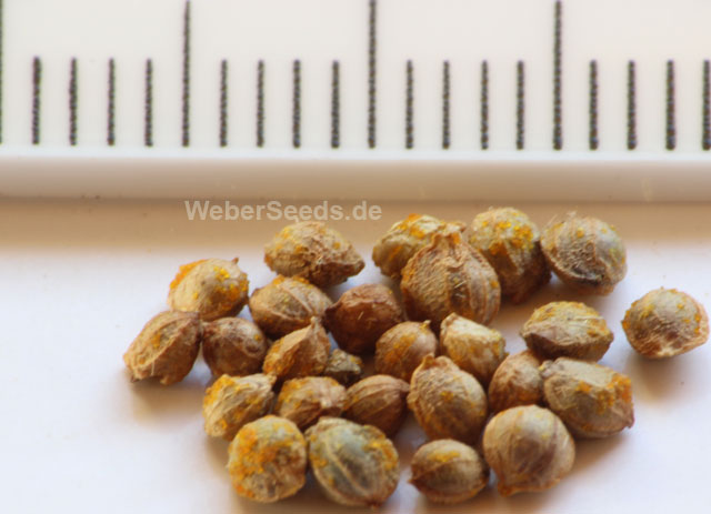 humulus-lupulus-seeds.jpg