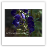 Aconitum