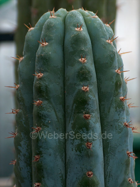 Asklepios-seeds® auch Trichocereus peruvianus und San Pedro Macho 100 Samen Echinopsis peruviana