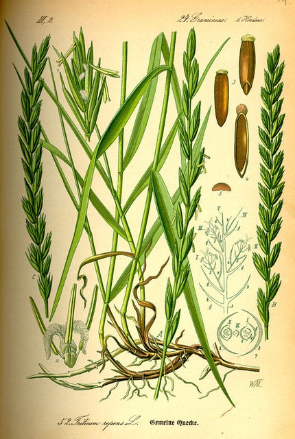 Elymus Repens Couch Grass Seeds Plants Dried Herbs