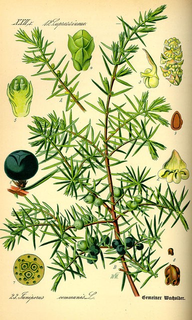 100g Wacholder Wacholderholz Juniperus communis juniper wood 50g