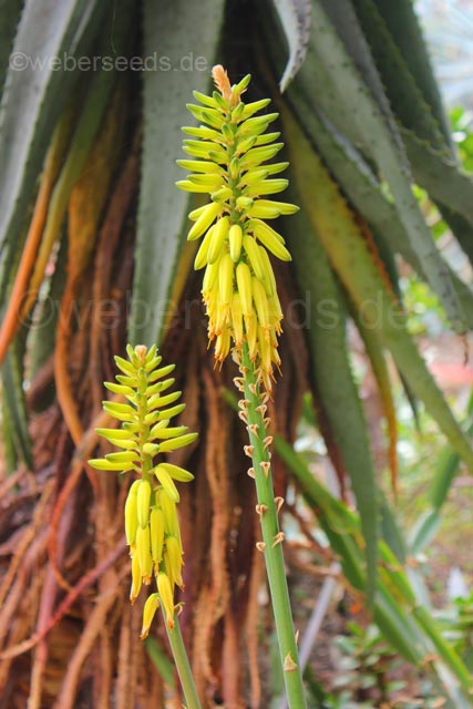 Aloe Barbadensis Aloe Vera Seeds Plants Dried Herbs