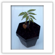 cohoba yopo jopo calcium tree parica 100 seeds Anadenanthera peregrina 