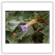 Datura