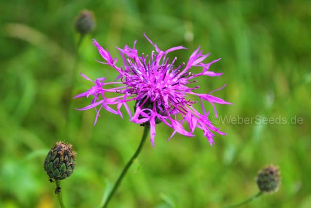 Greater Knapweed seed               75 cent shipping on entire order Centaurea Scabiosa