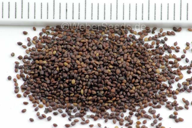 Italian Oregano Seeds 500 Organic Non-GMO Seeds Origanum Vulgare 85% Germination Rate 110mg Gaeas Blessing Seeds