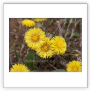 Tussilago farfara, Coltsfoot - Seeds - plants - dried herbs
