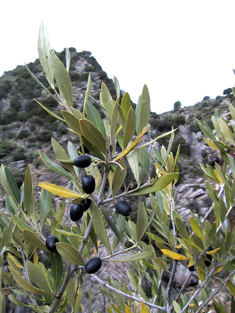 Wild Olive 30 Fresh Seeds Olea oleaster
