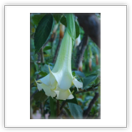 Datura